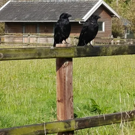 Semesterbostad Recreatieoord Hippique *