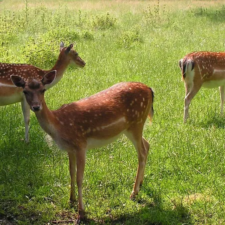 Recreatieoord Hippique * Westendorp