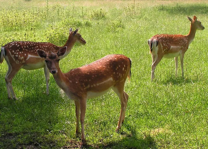 Recreatieoord Hippique * Westendorp