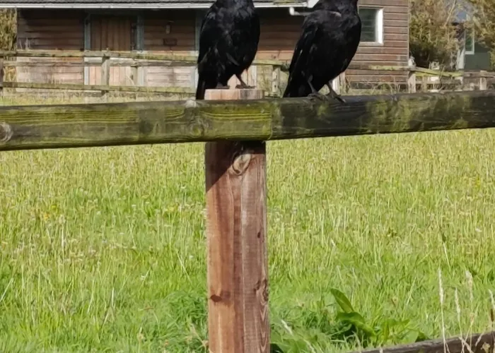 Сasa de vacaciones Recreatieoord Hippique *